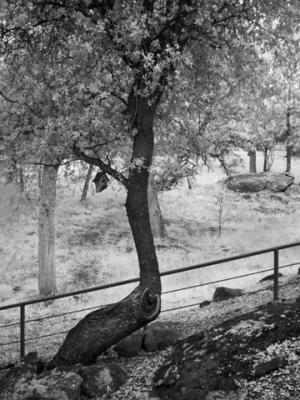 Oak-and-birdhouse-ir.jpg