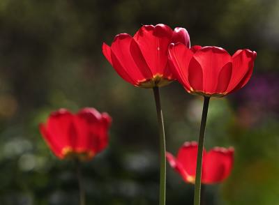 Tulips*