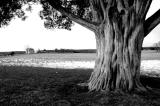 Battlefield Tree (*)