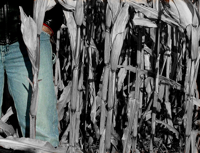 <br><B>Stalked</B><br> by Jim Fuglestad (Shutter)