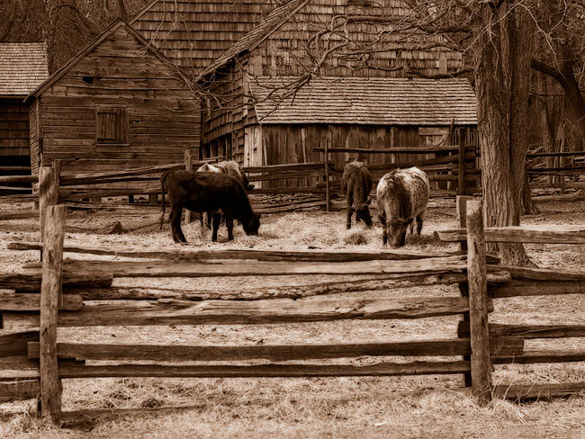 * Grazing Cows