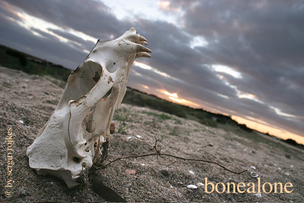 bonealone by sergio rojkes