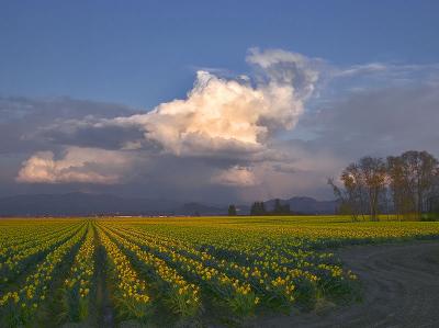 Daffy Sunset