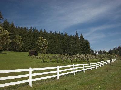 Roadside Orchard