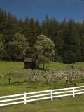 Old Apple Orchard