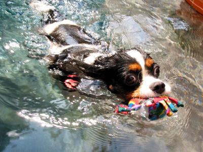 Spaniel