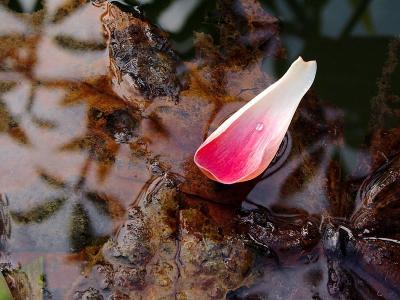 Petal Boat