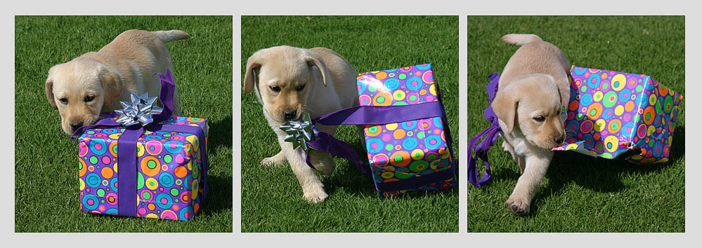 Whats in Diggers box??   *
