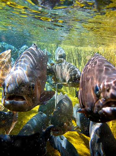 Trout