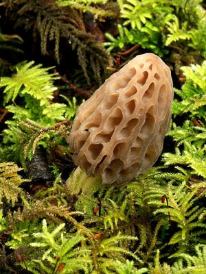 u15/cvcc/medium/42019049.YellowMorel.jpg