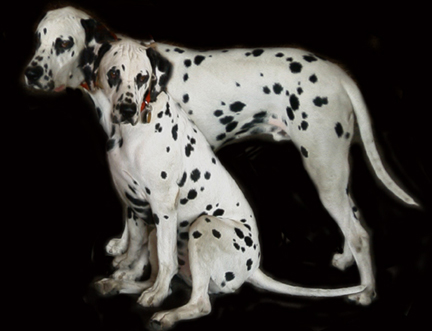 Dalmations