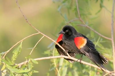 Red-winged Blackbird