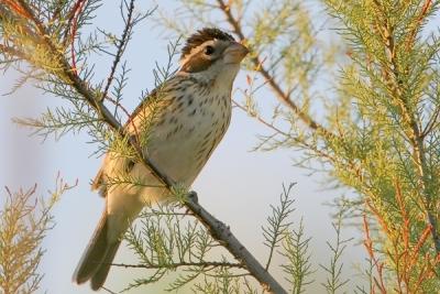 Rose-breasted Grosbeak