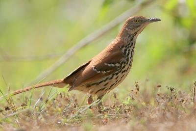 Brown Thrasher