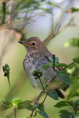 Swainsons Thrush