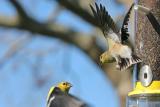 American Goldfinch