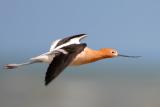 American Avocet