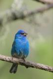 Indigo Bunting