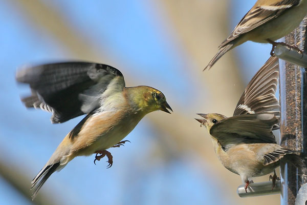 American Goldfinch