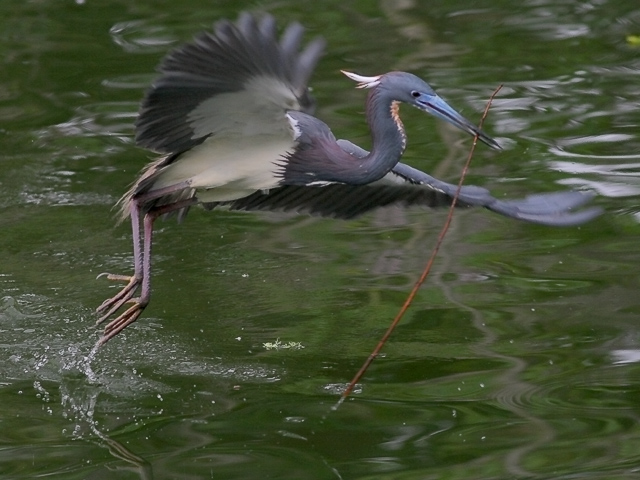 Tricolored Heron