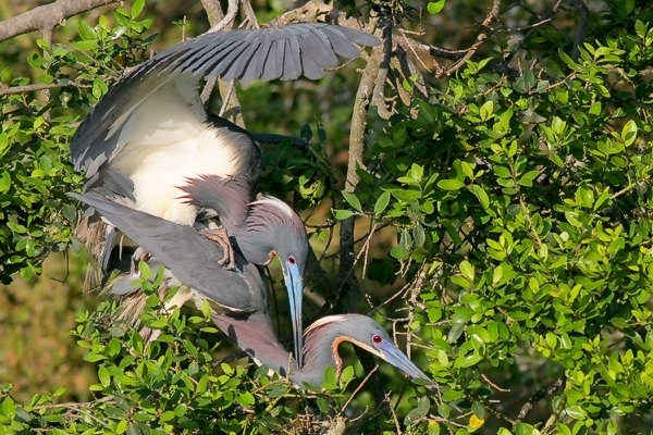 Tricolored Heron