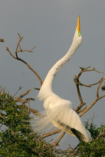 Great Egret