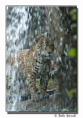 u15/daleunruh/medium/42694856.FallingWaters.jpg