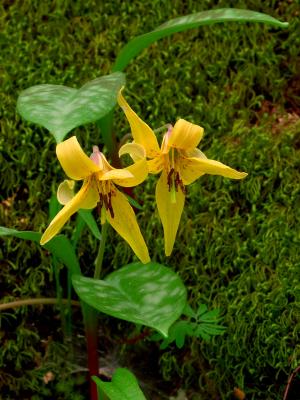 Trout Lily 01 1024.jpg