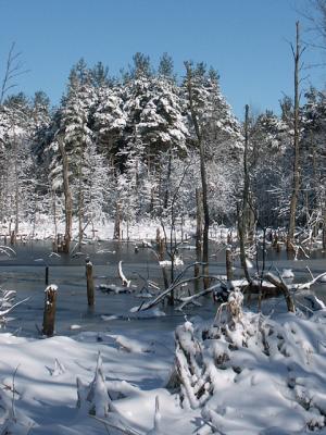 Snowy Swamp