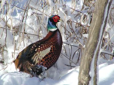 Pheasant in the Snow