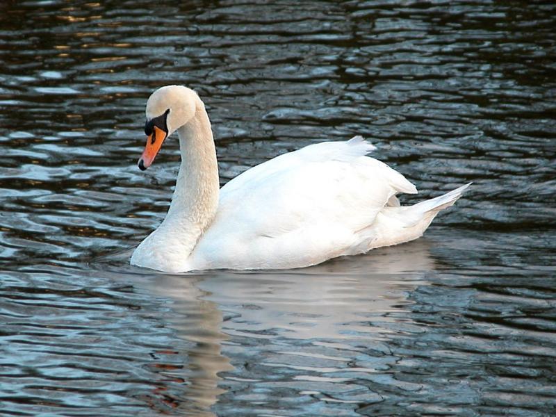 Swan 01