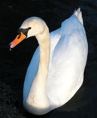 Swan 09
