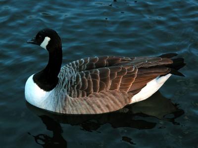 Goose 02