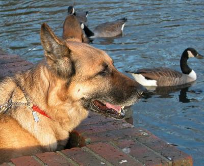 Feeding The Ducks 02