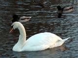 Swan 04