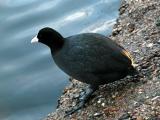 Coot 02