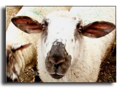 Sheep Looking for a Hand-Out