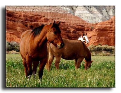 Horses near Tropic, Utah