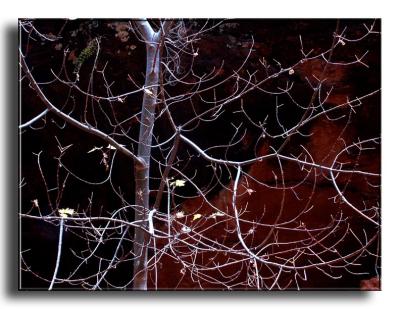 Branches