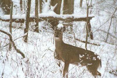Deer In Snow 1.jpg