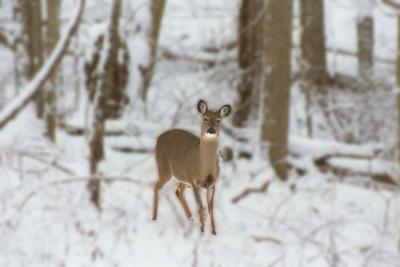 Deer In Snow 2.jpg