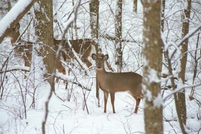 Deer In Snow3.jpg