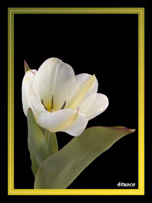 Tulip