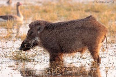 Wild boar.jpg