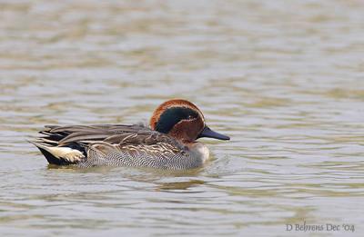 Common Teal male.jpg