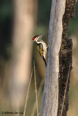 Black-Rumped Flameback_.jpg