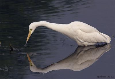 Intermediate Egret.jpg