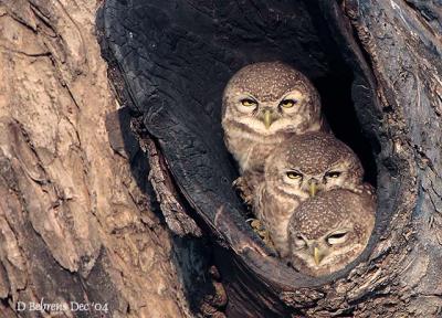 Spotted_Owlets.jpg