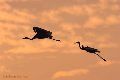 Sarus Cranes at dusk.jpg