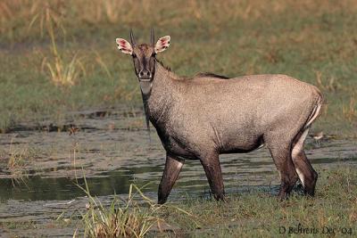 Nilgai Blue Bull.jpg